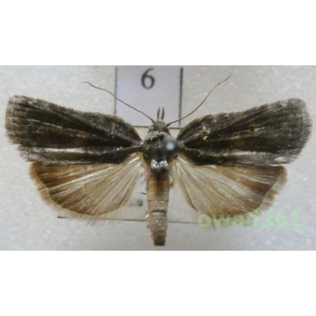 Nycteola revayana (Scopoli, 1772) Czech6